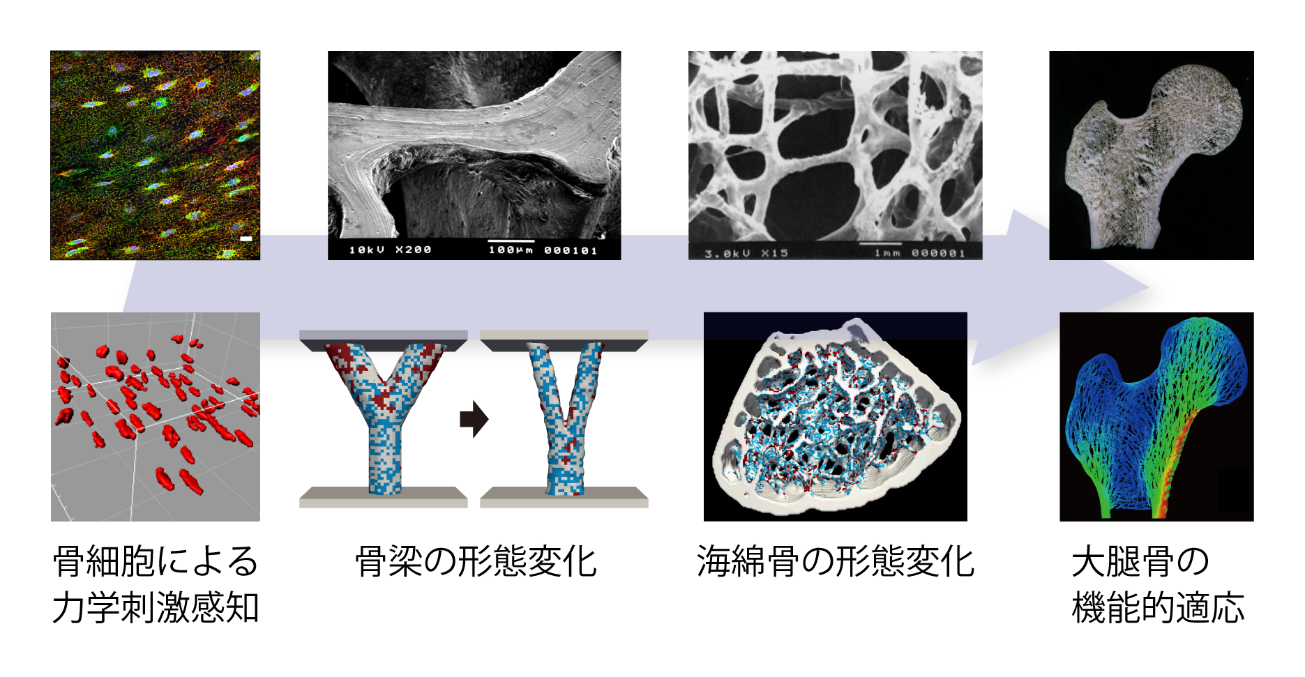 図1_Biomech Lab